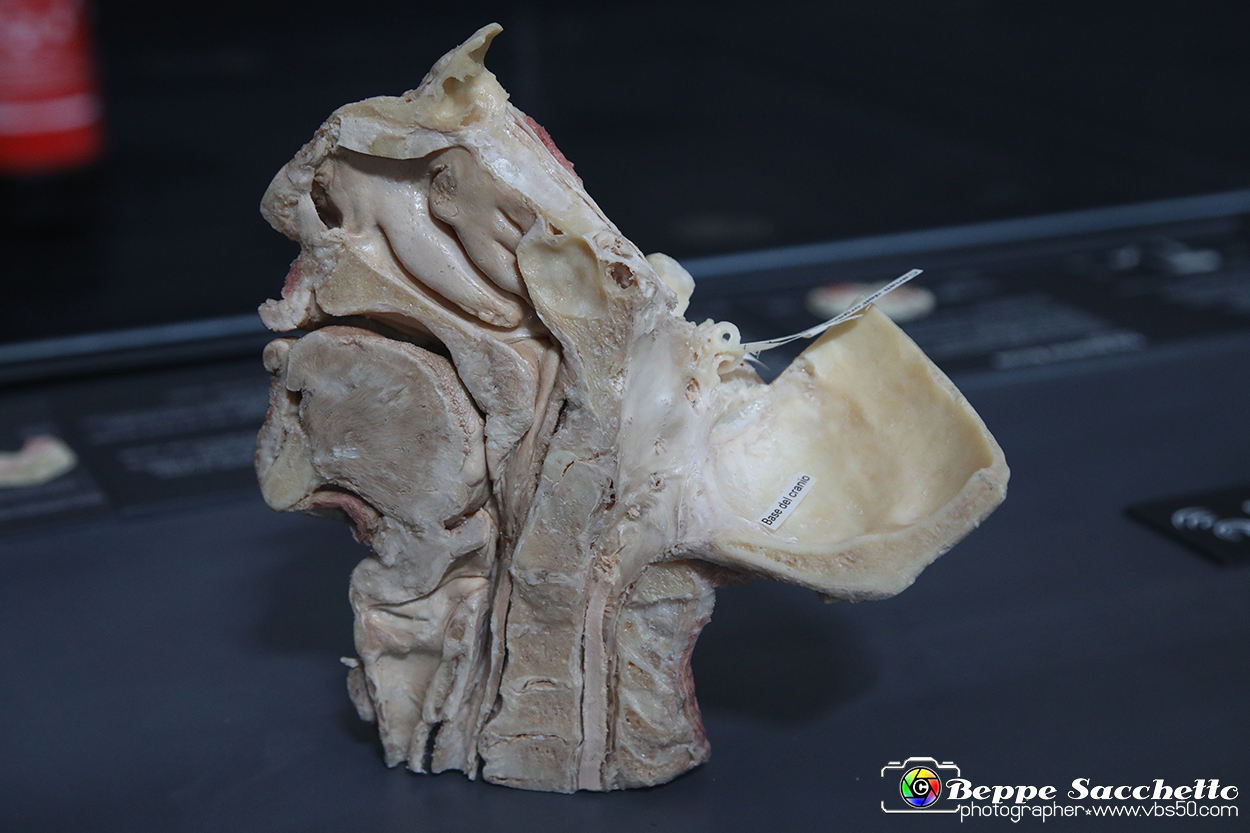 VBS_3133 - Udito. Base del cranio con orecchio interno - Mostra Body Worlds.jpg